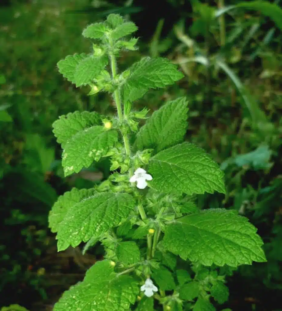 Roinita plante medicinale remedii pentru menopauza