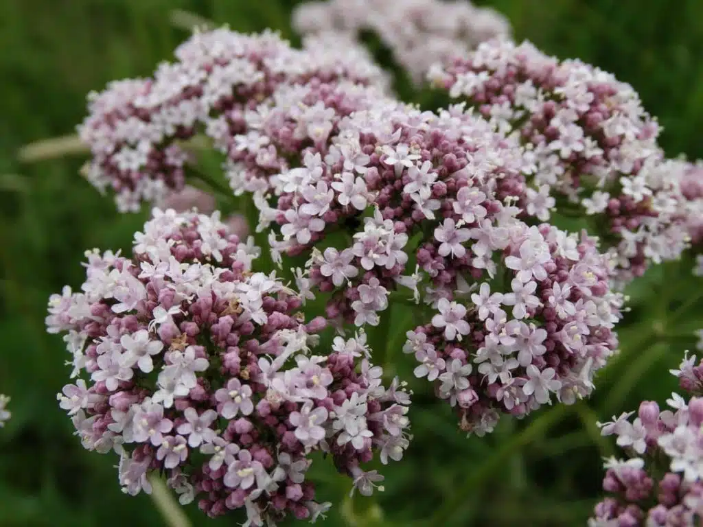 Valeriana remediu natural pentru oboseala din menopauza