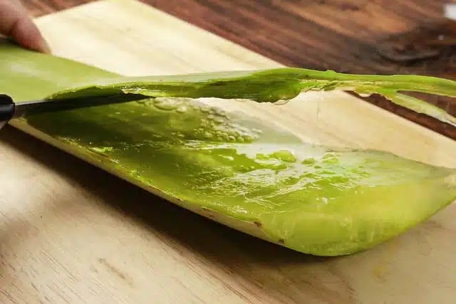 Colectarea gelului de aloe vera