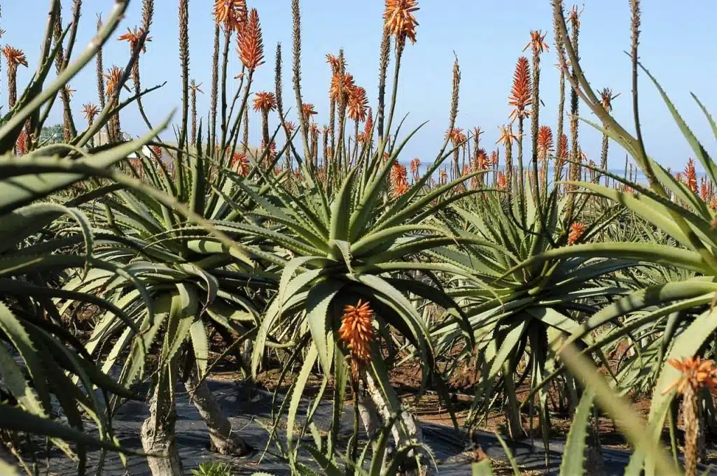 Cultura de aloe arborescens