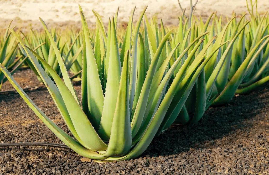 Cultura de aloe vera