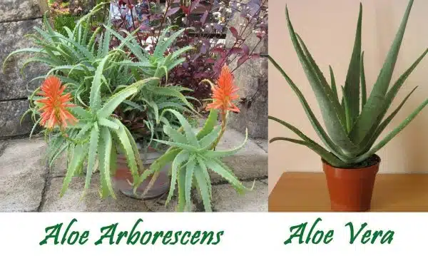 Diferente dintre aloe vera si aloe arborescens