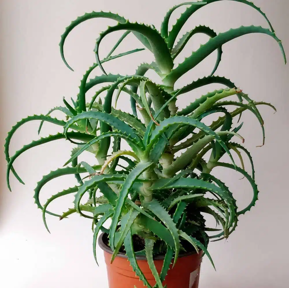 Planta de aloe arborescens in ghiveci