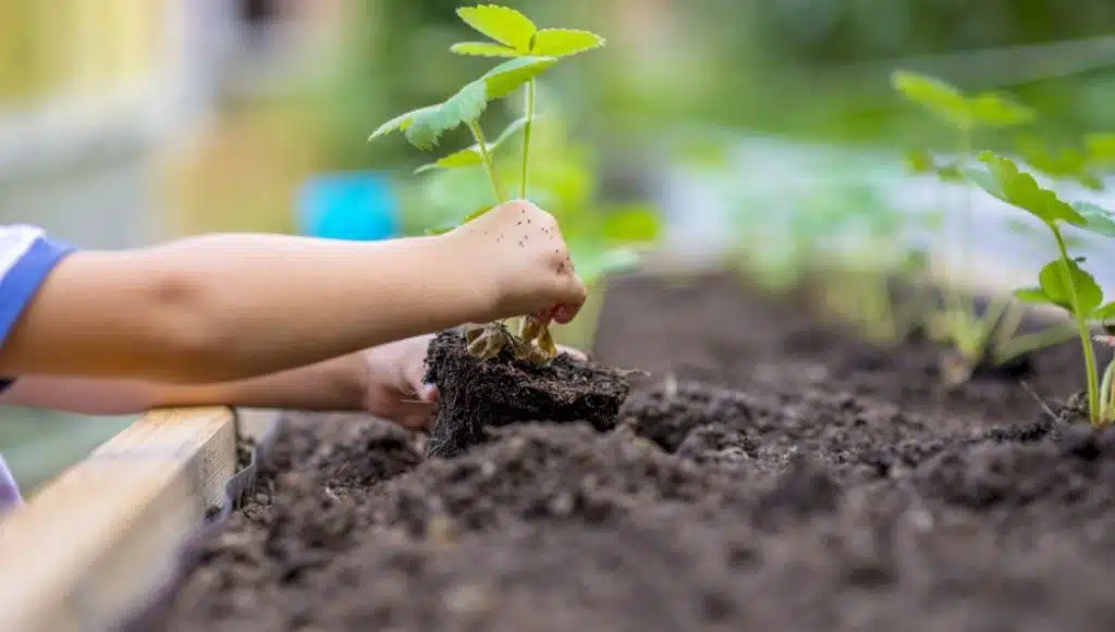 Plantarea capsunului pe straturi inalaate permacultura