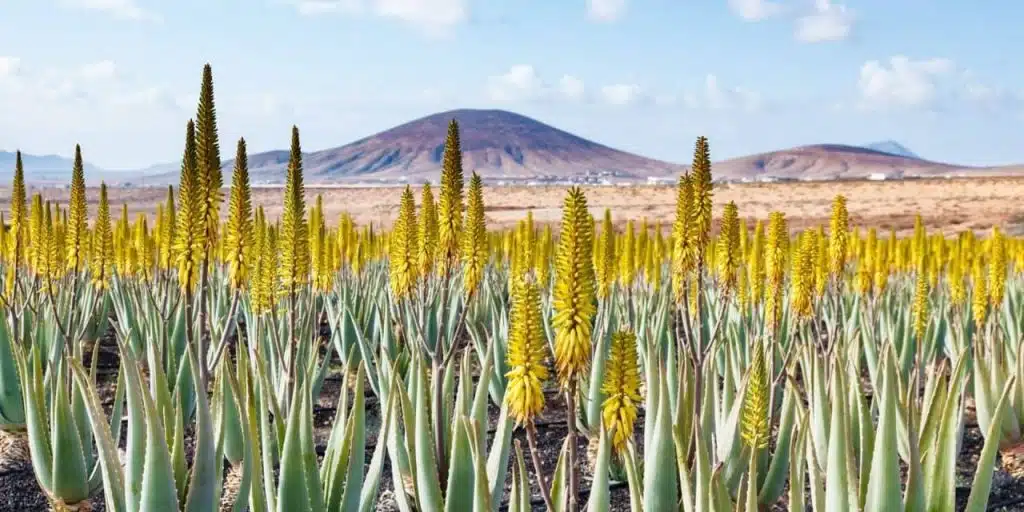 Plante de aloe vera cu flori