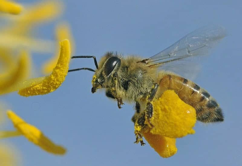 Cum culeg albinele polenul din flori