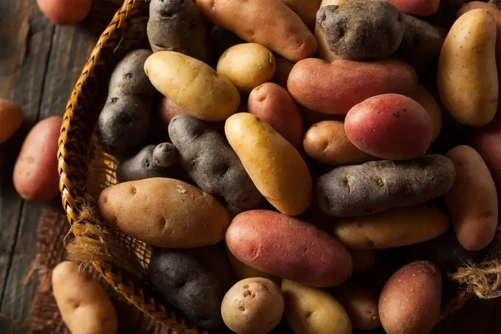 Cartoful diferite tipuri de cartofi