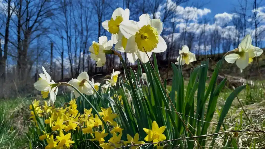 Pasiunea mea florile si natura in sine 1