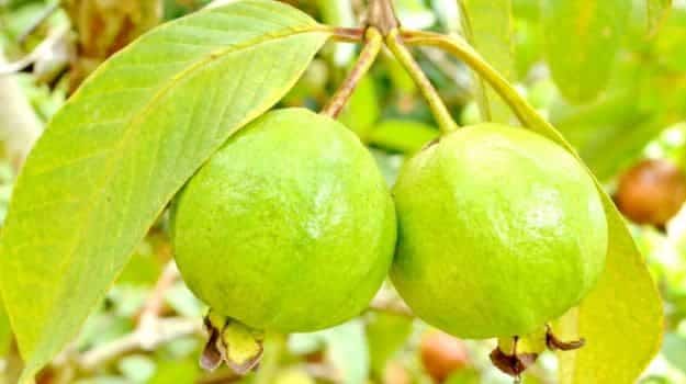 Fructele si frunzele de guava
