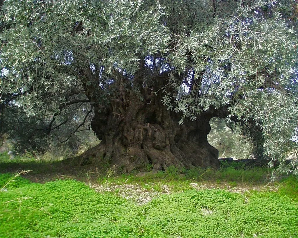 Maslinul copac batran de maslin din grecia