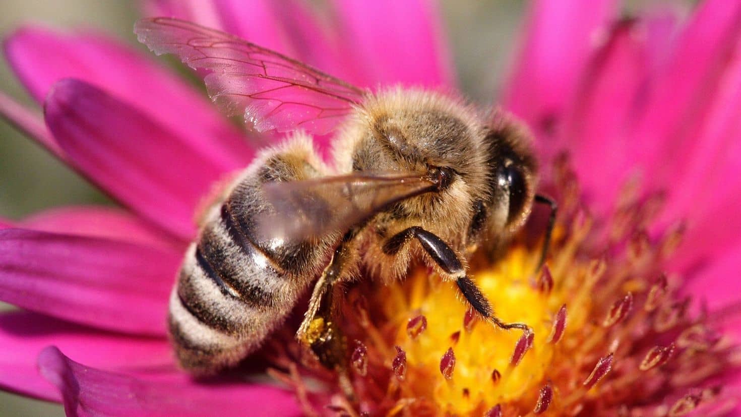 Albina ~ Generalități, 15 curiozități + superstiții despre albine