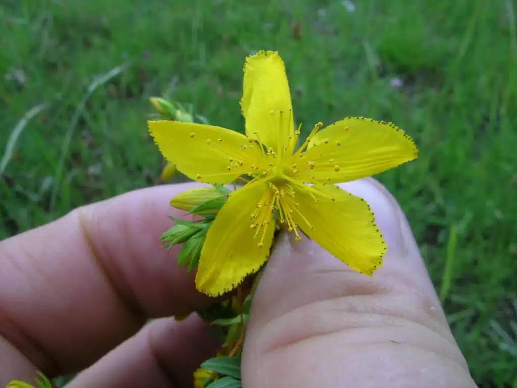 Sunatoarea remedii naturiste pentru depresie