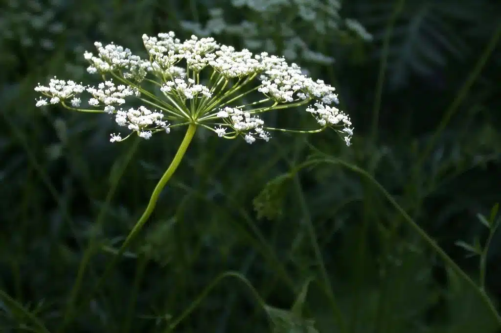 Anasonul planta medicinala aromatica si condiment