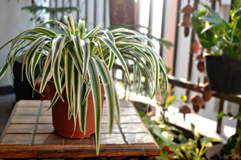 Planta paianjen pentru purificarea aerului din apartament sau casa
