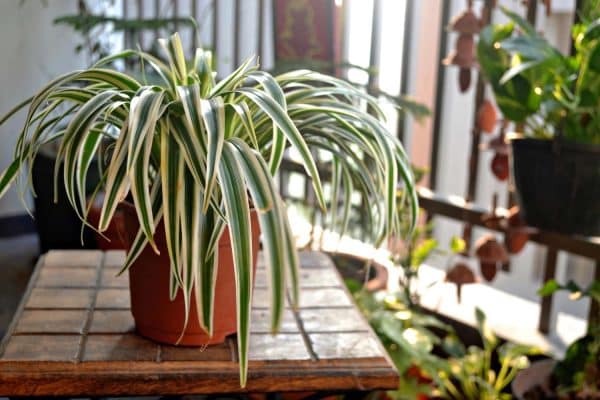 Planta paianjen pentru purificarea aerului din apartament sau casa