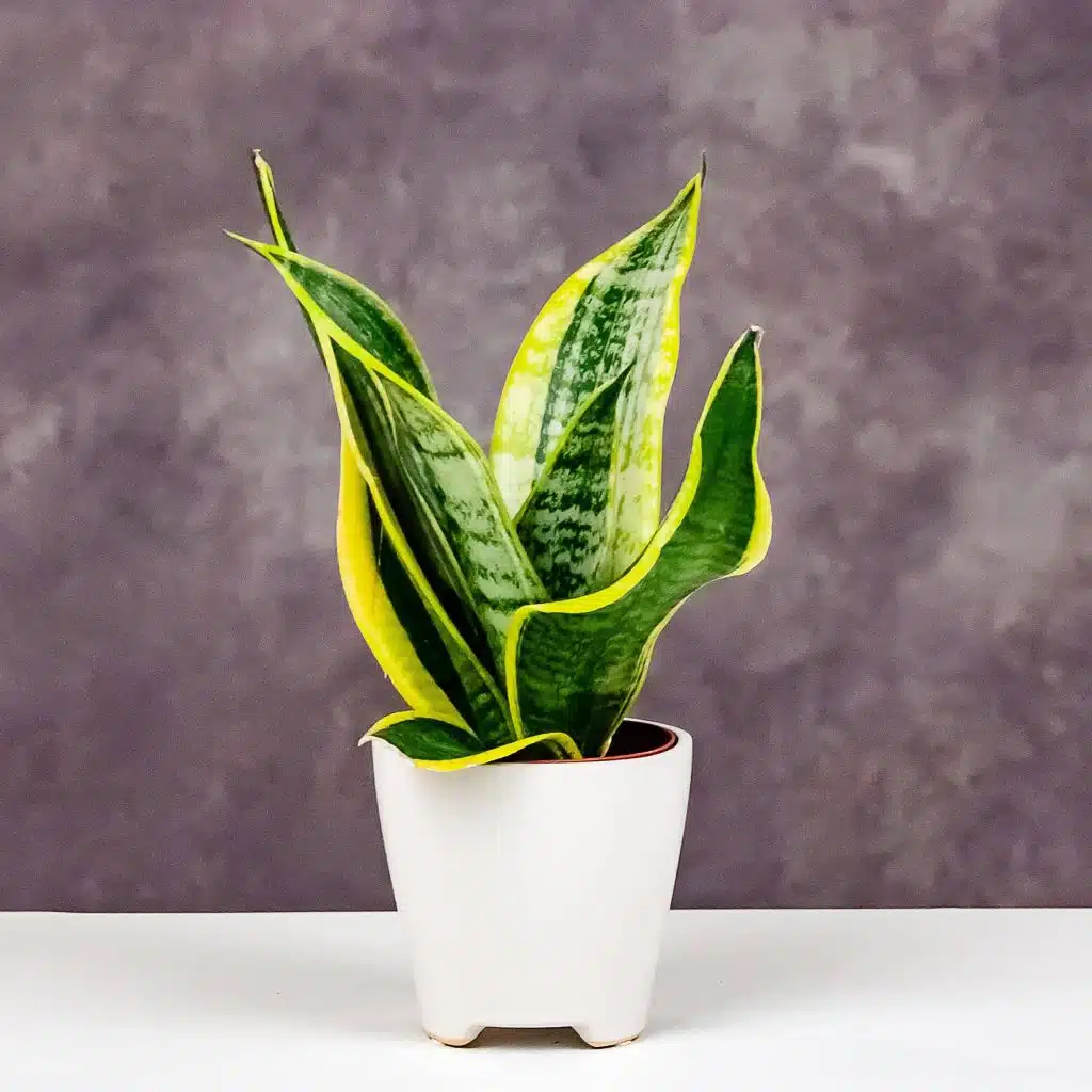 Sansevieria planta de interior