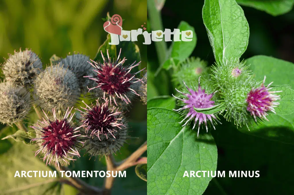 Brusture speciile arctium minus si arctium tomentosum