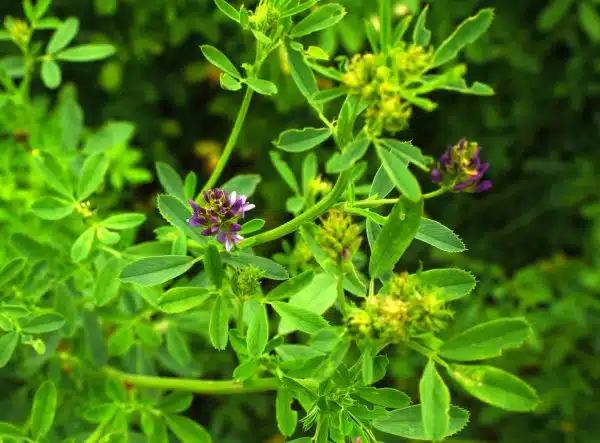 Lucerna planta medicinala - sucul de lucerna