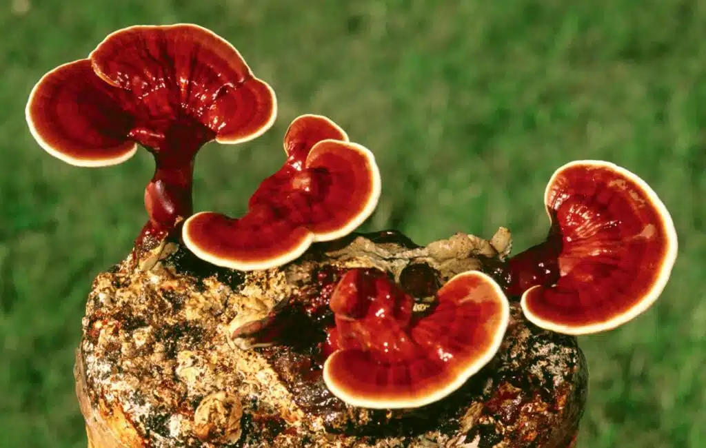 Ciuperca reishi