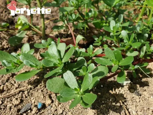 Iarba grasa planta comestibila buruiana de leac