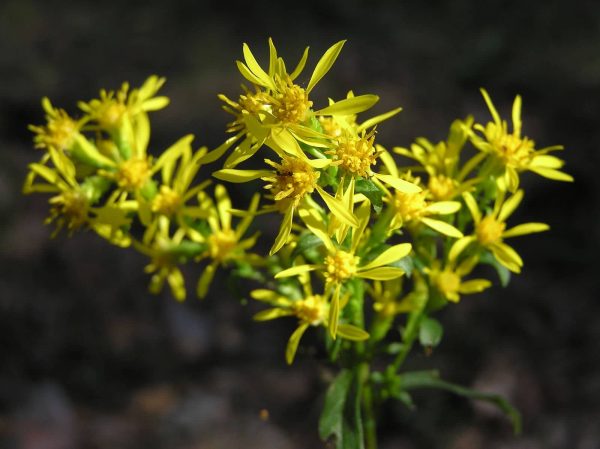 Florile de splinuta beneficii si proprietati