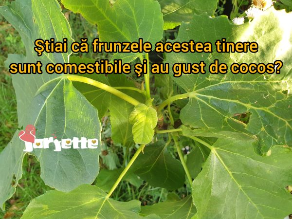 Frunzele de smochin comestibile beneficii